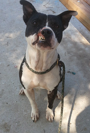 Meet Jagger, the handsomest dog on earth! Visit his Facebook page to meet this sweet boy.