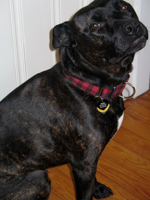 Boogie's collar