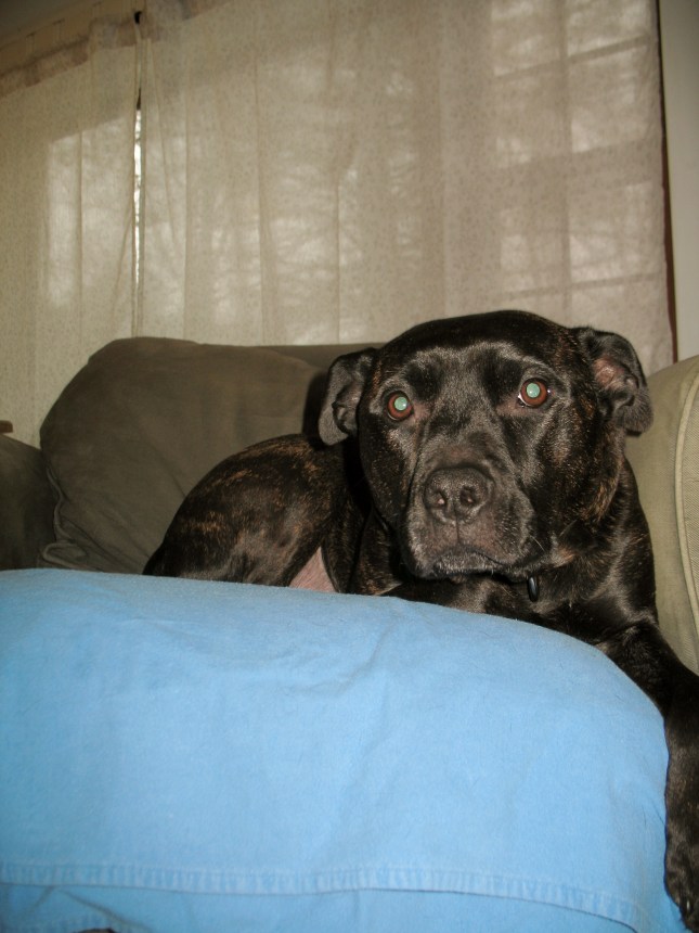 Boogie has a history of moping. State Farm didn't mind.