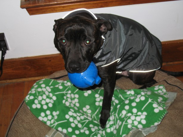 notes from a dog walker: cuz and coat