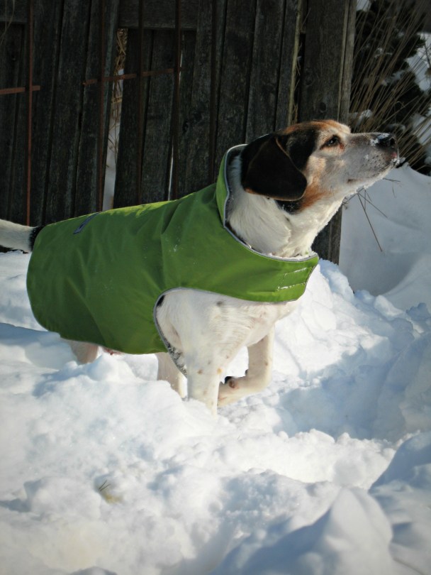 Day Two: The sun comes out. Birdie smells the air.