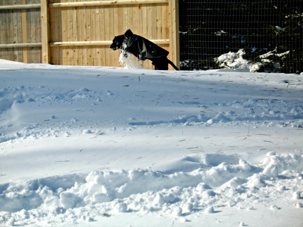 Boogie channels his inner bunny rabbit to hop through the snow drifts.