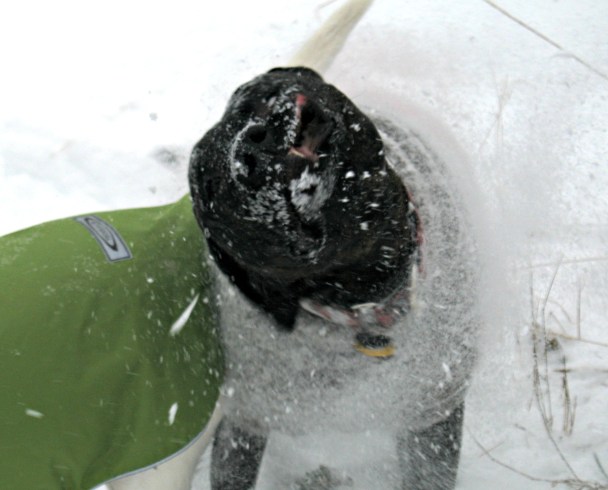 Slow Motion Shake Down