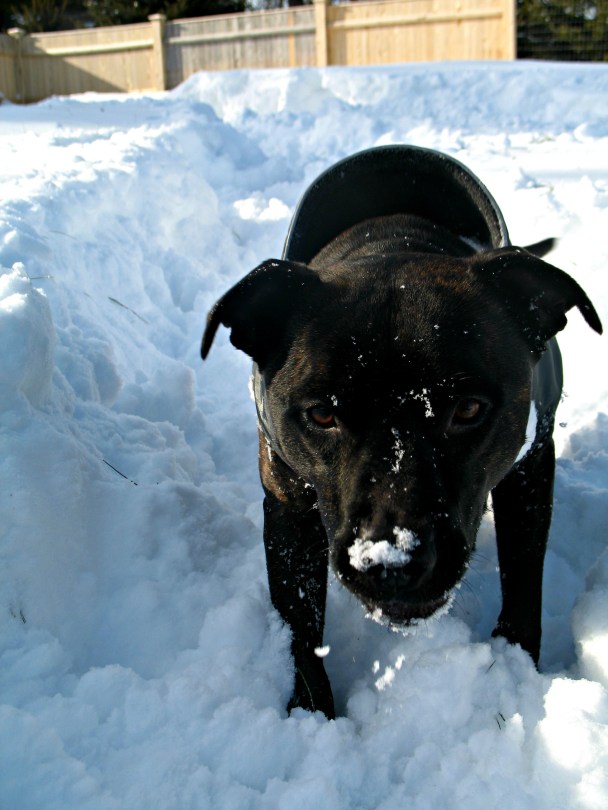 But what he really wants is to play catch. Here's Boogie waiting for me to throw some snow.
