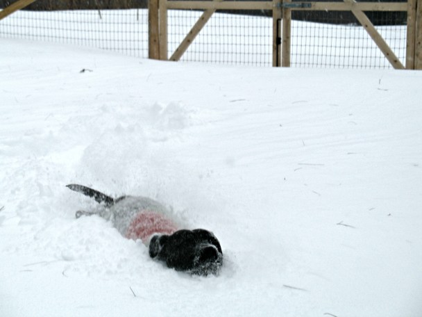 Boogie's first bathroom run during the blizzard