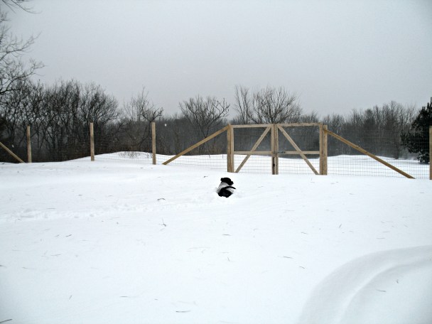 Because of the winds, there were huge snow drifts and bare spots where the grass was showing.