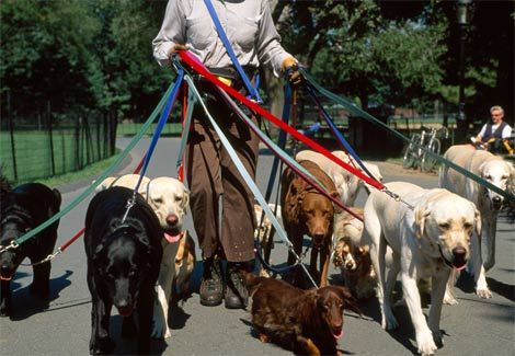 This will NEVER be me. I don't roll with this many dogs on leash at once.