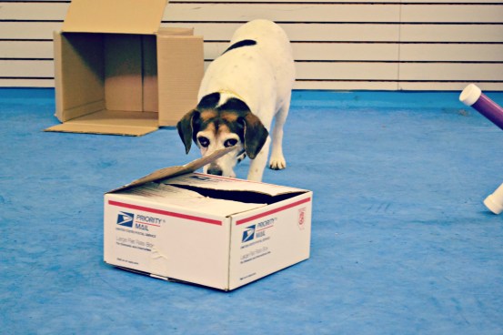Birdie w/the treats in Box