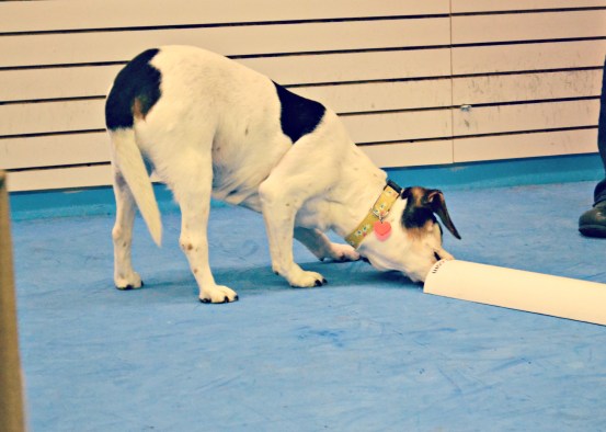 birdie finds the treat tube