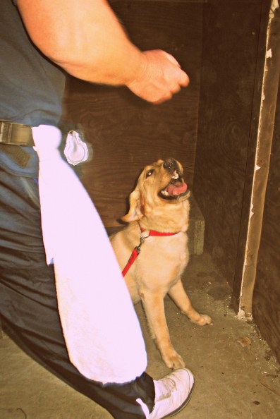 state farm arson dog alerts