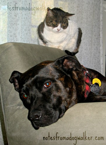 Boogie and one of our cats, Gizmo, 