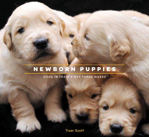 newborn puppies
