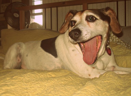 Surgery is how much? Just cut it off. I have three more. 