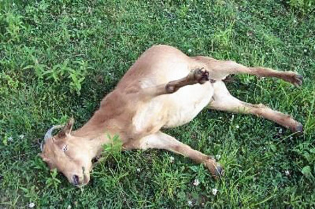 Myotonic fainting goat