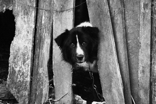 Kids, please give this dog space. Then tell your parents to call the SPCA. 