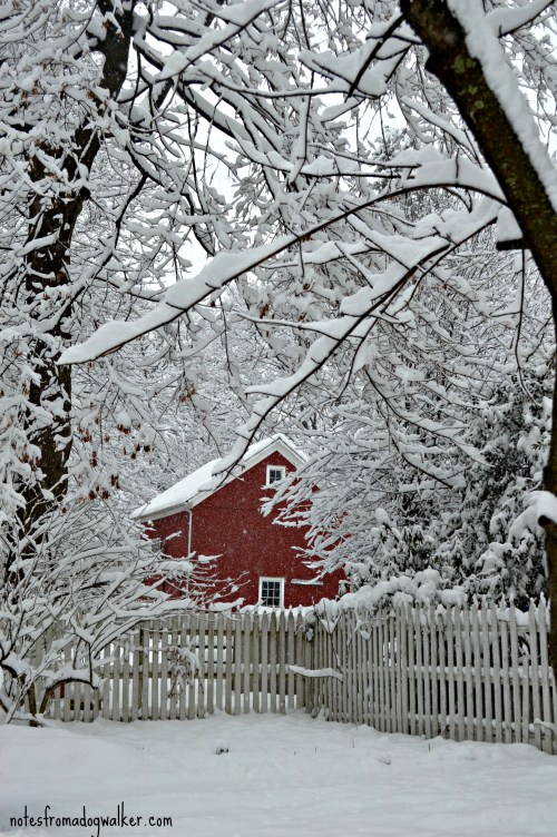 Snow on trees